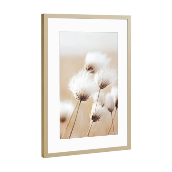 Poster mit Rahmen Gold "Wollgras in der Brise" artboxONE - Natur,Floral - Flauschige baumwolle,Gras