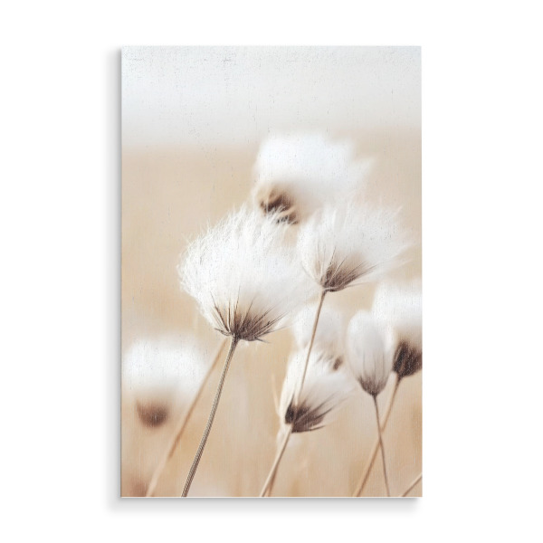 Holzbild "Wollgras in der Brise" artboxONE - Natur,Floral - Flauschige baumwolle,Gras