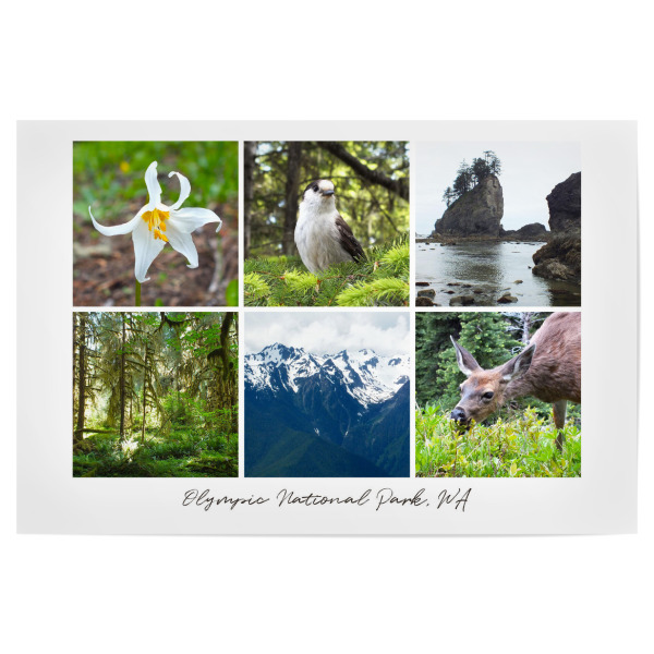 Poster 30x20 cm "Olympic Nationalpark" artboxONE - Natur,Reise,Tiere,Reise / Strand und Meer,Reise / Länder