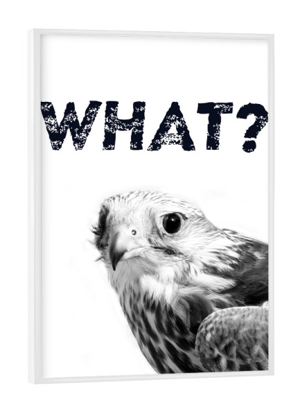 Poster mit weißem Rahmen "What - Funny" artboxONE - Typografie,Tiere,Schwarzweiß,Lustig