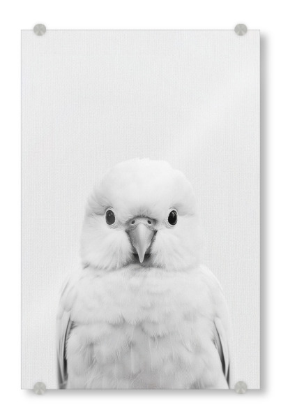 Acrylglasbild "Budgie Niedlicher Wellensittich" artboxONE - Natur,Für Kinder,Tiere