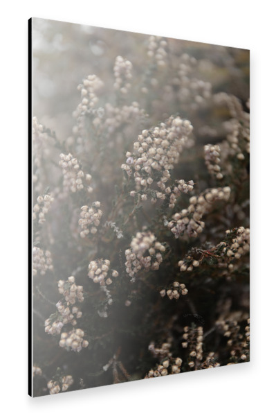 Alu-Dibond "Knospen im Wind" 75x50 cm artboxONE