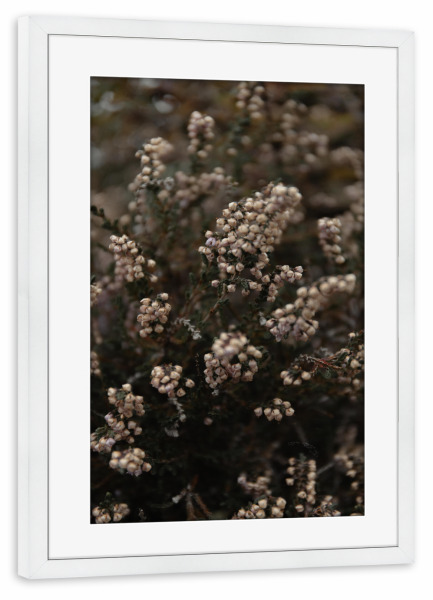 Poster mit Rahmen weiß "Knospen im Wind" artboxONE - Natur,Floral - Blume,Weiß,Grün,Knospe,Detailaufnahme,Detail,Floral,Pflanze,Strauch