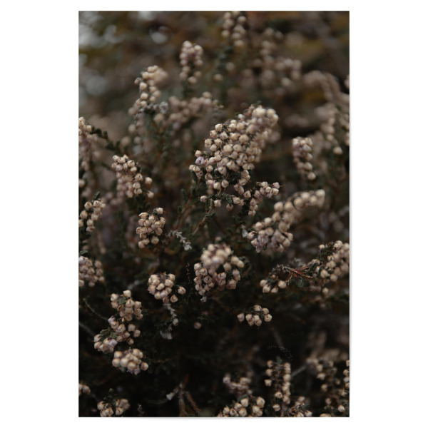 Poster "Knospen im Wind" artboxONE - Natur,Floral - Blume,Weiß,Grün,Knospe,Detailaufnahme,Detail,Floral,Pflanze,Strauch