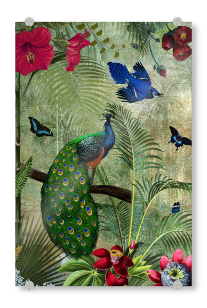 Acrylglasbild "Pfau im exotischen Dschungel" artboxONE - Natur,Reise,Floral,Tiere