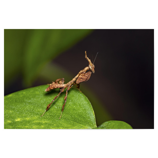 Poster 30x20 cm "Eine Geistermantis" artboxONE - Tiere - Gottesanbeterin,Fangschrecke,Mantis,Mantide,Insekt,Insekten,Geistermantis