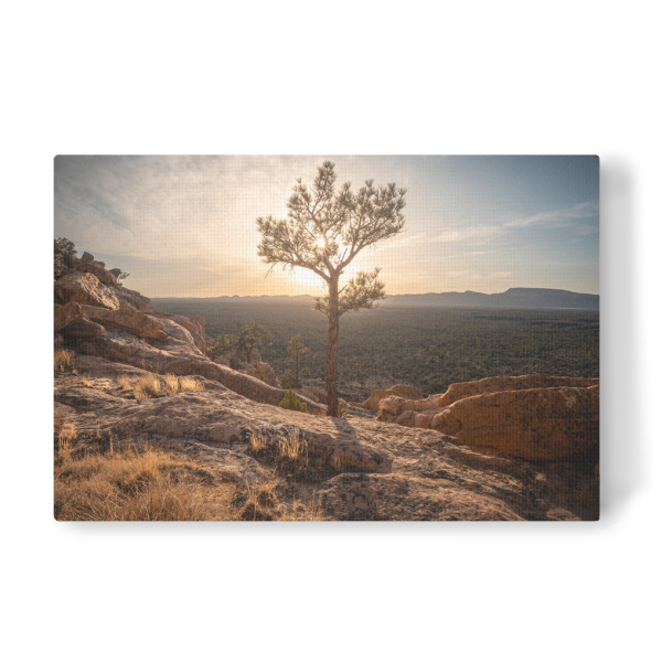 Leinwandbild "New Mexico Tree" artboxONE - Natur,Reise,Reise / Länder