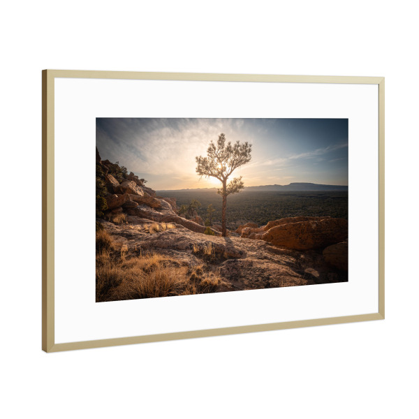 Poster mit Rahmen Gold "New Mexico Tree" artboxONE - Natur,Reise,Reise / Länder