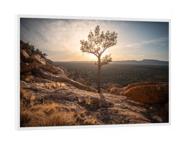 Poster mit weißem Rahmen "New Mexico Tree" artboxONE - Natur,Reise,Reise / Länder