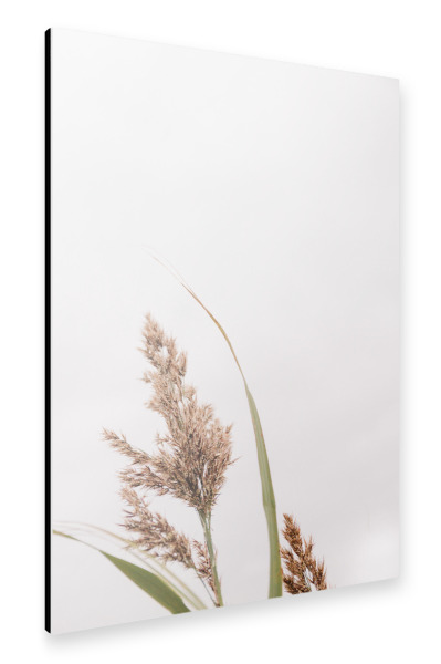 Alu-Dibond "Pampasgras im Wind" 75x50 cm artboxONE