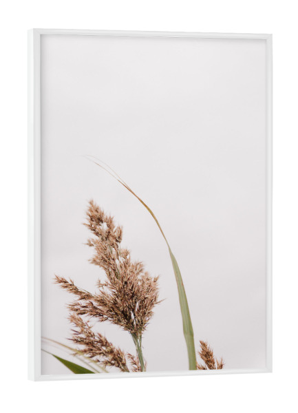 Poster mit weißem Rahmen "Pampasgras im Wind" artboxONE - Natur,Reise,Floral - Pampasgras,Pflanze,Wind,Gras,Strauch,Beige,Modern