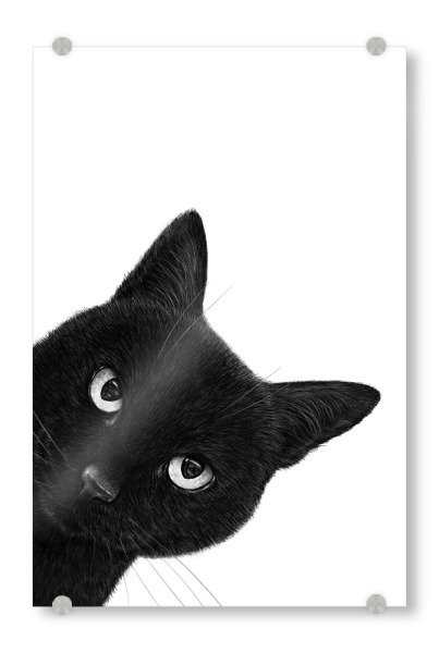 Acrylglasbild "Schwarzkatze empört" artboxONE - Für Kinder,Tiere,Für Mama,Halloween,Lustig