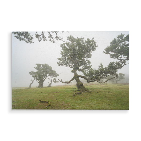 Holzbild "Hexenbaum von Fanal auf Madeira" artboxONE - Natur,Reise,Reise / Länder
