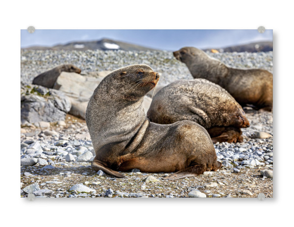 Acrylglasbild "Die wilden Robben der Antarktis" artboxONE - Natur,Tiere