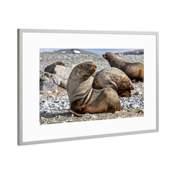 Poster mit Rahmen Silber "Die wilden Robben der Antarktis" artboxONE - Natur,Tiere