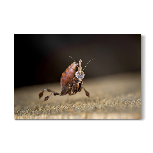 Galerie-Print "Geistermantis" 75x50 cm artboxONE