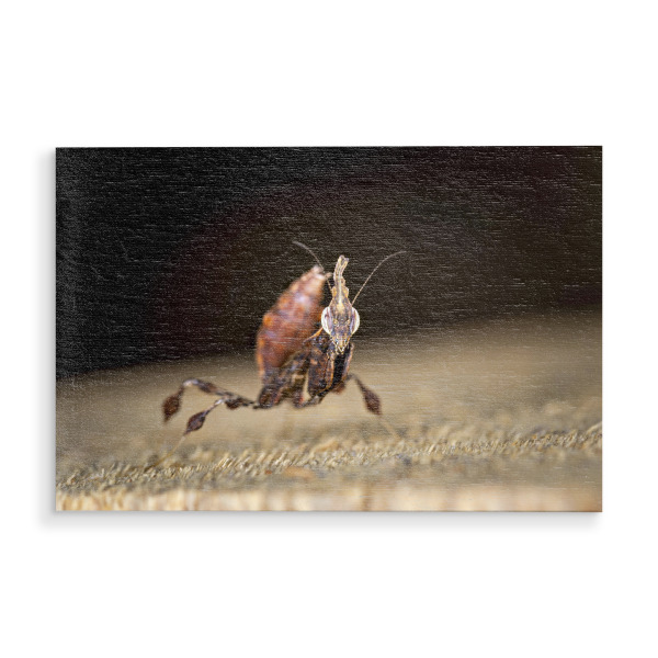 Holzbild "Geistermantis" artboxONE - Tiere - Gottesanbeterin,Fangschrecke,Mantis,Mantide,Insekt,Insekten,Geistermantis