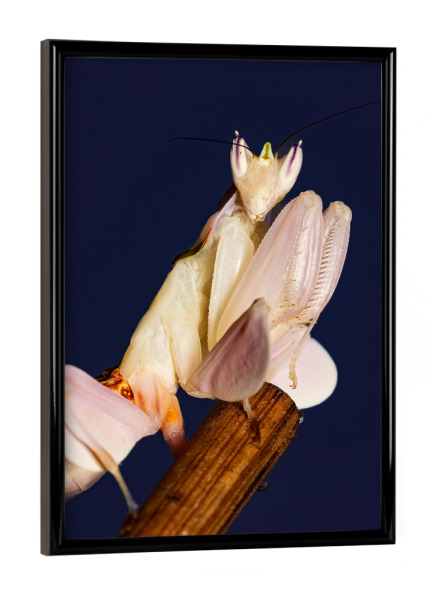 Poster mit schwarzem Rahmen "Gottesanbeterin Larve" artboxONE - Tiere