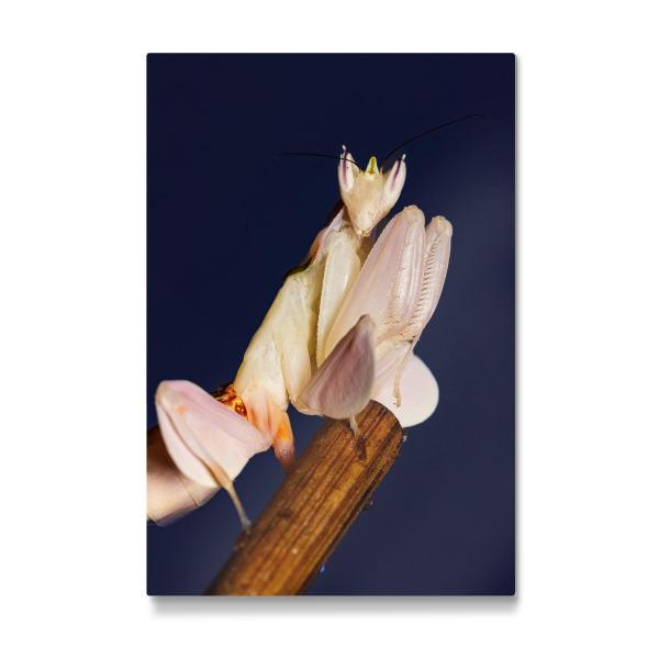 Galerie-Print "Gottesanbeterin Larve" 30x20 cm artboxONE