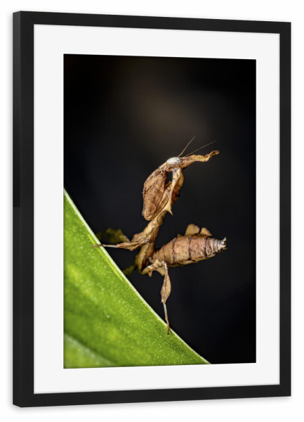 Poster mit Rahmen schwarz "Die Larve einer Geistermantis" artboxONE - Tiere