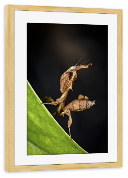 Poster mit Rahmen kiefer "Die Larve einer Geistermantis" artboxONE - Tiere - Gottesanbeterin,Fangschrecke,Mantis,Mantide,Insekt,Insekten,Geistermantis