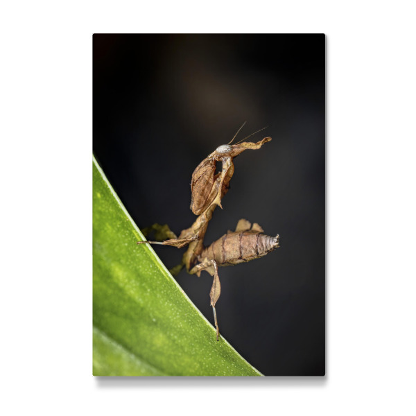 Galerie-Print "Die Larve einer Geistermantis" 75x50 cm artboxONE