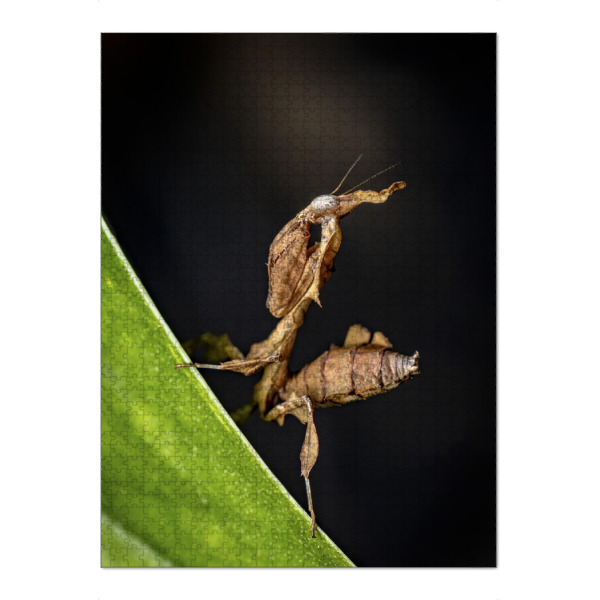 Puzzle Ravensburger "Die Larve einer Geistermantis" artboxONE - Tiere - Gottesanbeterin,Fangschrecke,Mantis,Mantide,Insekt,Insekten,Geistermantis