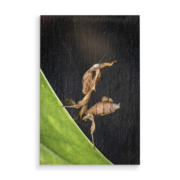 Holzbild "Die Larve einer Geistermantis" artboxONE - Tiere - Gottesanbeterin,Fangschrecke,Mantis,Mantide,Insekt,Insekten,Geistermantis