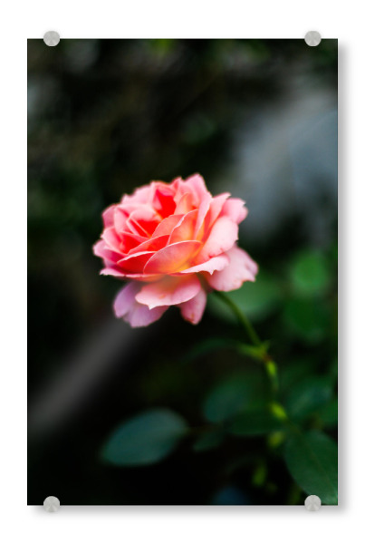 Acrylglasbild "Dunkle Stimmungsvolle Rose" artboxONE - Natur,Floral