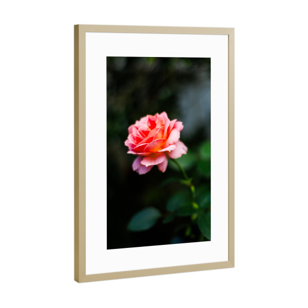 Poster mit Rahmen Gold "Dunkle Stimmungsvolle Rose" artboxONE - Natur,Floral