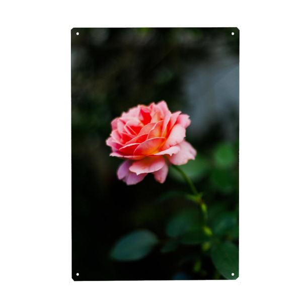 Holzbild "Dunkle Stimmungsvolle Rose" artboxONE - Natur,Floral