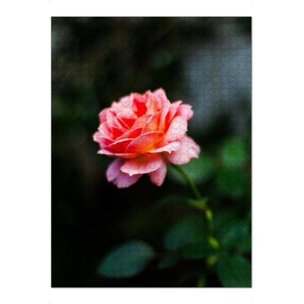 Puzzle Ravensburger "Dunkle Stimmungsvolle Rose" artboxONE - Natur,Floral
