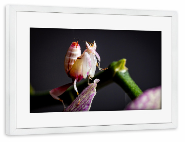 Poster mit Rahmen weiß "Bunte Orchideen Gottesanbeterin" artboxONE - Tiere