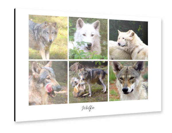 Alu-Dibond "Wölfe" 75x50 cm artboxONE
