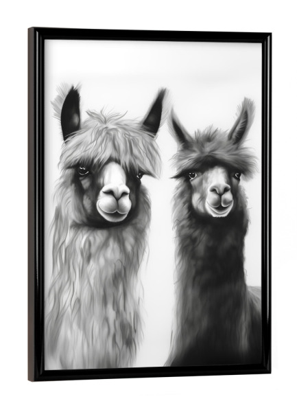 Poster mit schwarzem Rahmen "Alpakas Freunde" artboxONE - Natur,Tiere,Schwarzweiß,Lustig