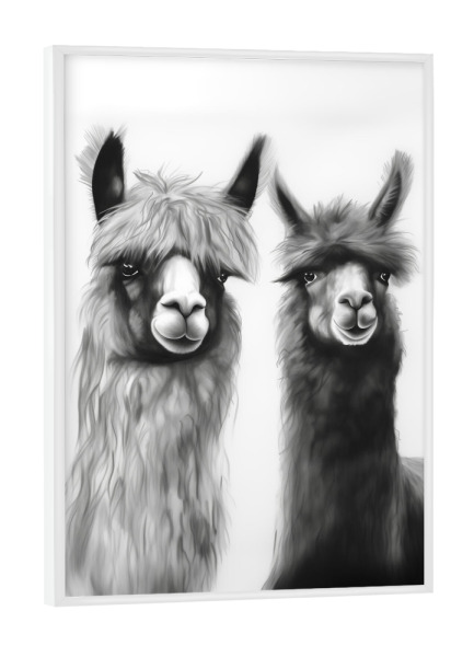 Poster mit weißem Rahmen "Alpakas Freunde" artboxONE - Natur,Tiere,Schwarzweiß,Lustig