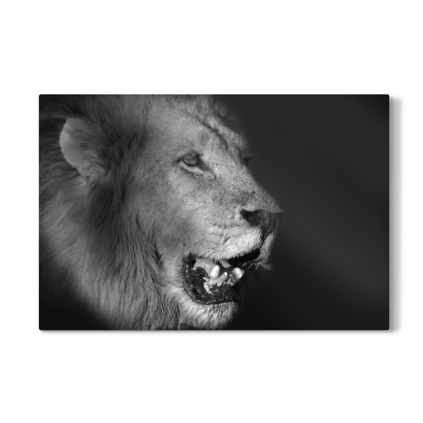 Galerie-Print "Lion in B&W" 30x20 cm artboxONE