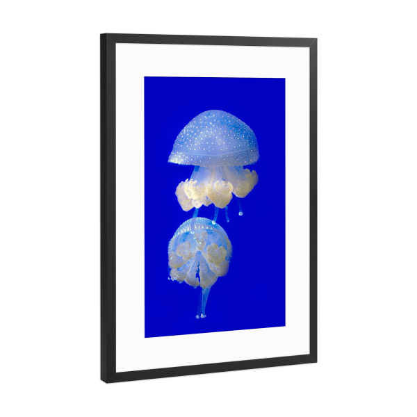 Poster mit Rahmen Schwarz (Metallic) "Medusen" artboxONE - Tiere,Reise / Strand und Meer,Unterwasser