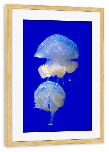Poster mit Rahmen kiefer "Medusen" artboxONE - Tiere,Reise / Strand und Meer,Unterwasser