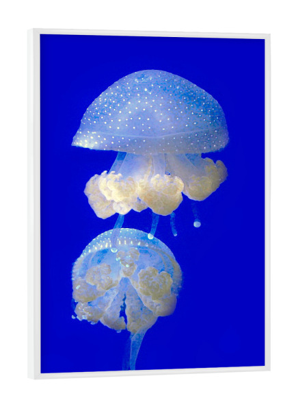 Poster mit weißem Rahmen "Medusen" artboxONE - Tiere,Reise / Strand und Meer,Unterwasser