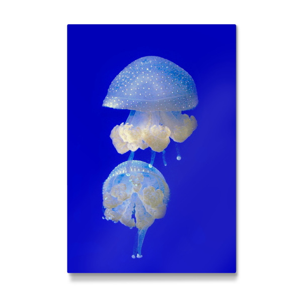 Galerie-Print "Medusen" 30x20 cm artboxONE