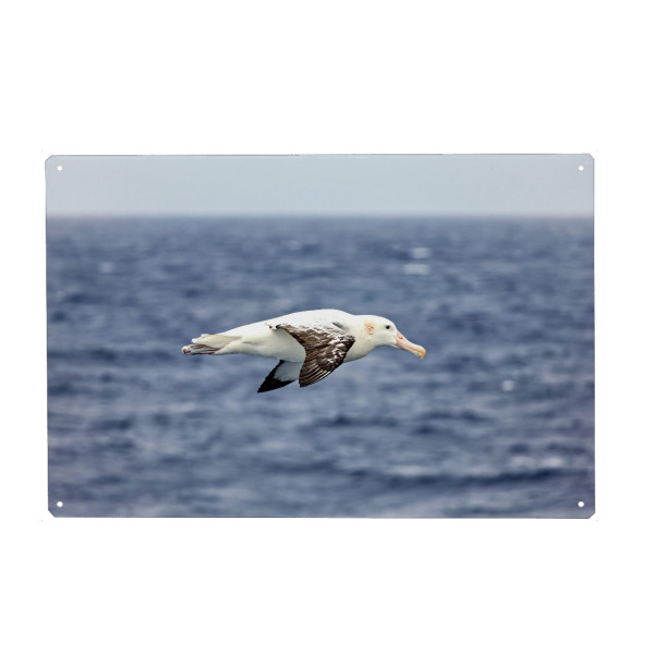 Metall Poster "Albatrosse" artboxONE - Tiere - Albatros,Vogel,Flug,Antarktis,Südpolarmeer,Fliegen - Blechschild