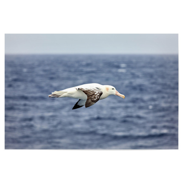 Poster 30x20 cm "Albatrosse" artboxONE - Tiere - Albatros,Vogel,Flug,Antarktis,Südpolarmeer,Fliegen