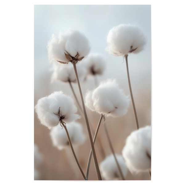 Poster 30x20 cm "Ein Nahaufwandwattefeld" artboxONE - Natur,Floral - Baumwollfeld,Flauschig