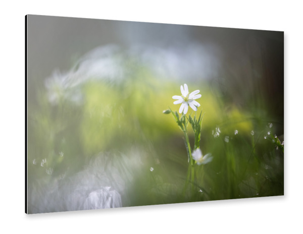 Alu-Dibond "Sternmiere Naturfoto" 30x20 cm artboxONE