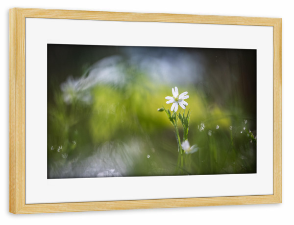 Poster mit Rahmen kiefer "Sternmiere Naturfoto" artboxONE - Natur,Floral