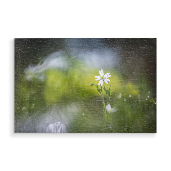 Holzbild "Sternmiere Naturfoto" artboxONE - Natur,Floral - Blume,Pflanze,Blüte,Naturfotografie,Pflanzenfotografie,Bokeh,Stellaria,Blühen