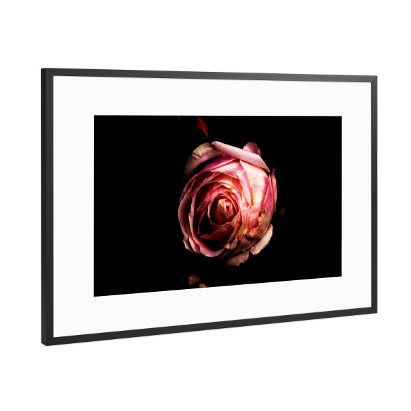 Poster mit Rahmen Schwarz (Metallic) "Sinnlichkeit einer Rose" artboxONE - Natur,Floral,Liebe - Rose,Fotografie,Blume,Natur,Sinnlichkeit,Liebe