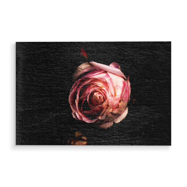 Holzbild "Sinnlichkeit einer Rose" artboxONE - Natur,Floral,Liebe - Rose,Fotografie,Blume,Natur,Sinnlichkeit,Liebe