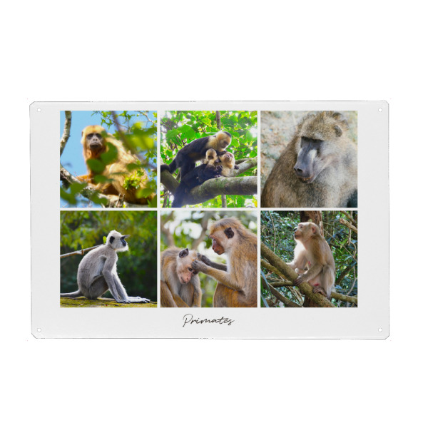 Metall Poster "Primates" artboxONE - Natur,Tiere,Reise / Afrika,Reise / Asien,Reise / Länder
